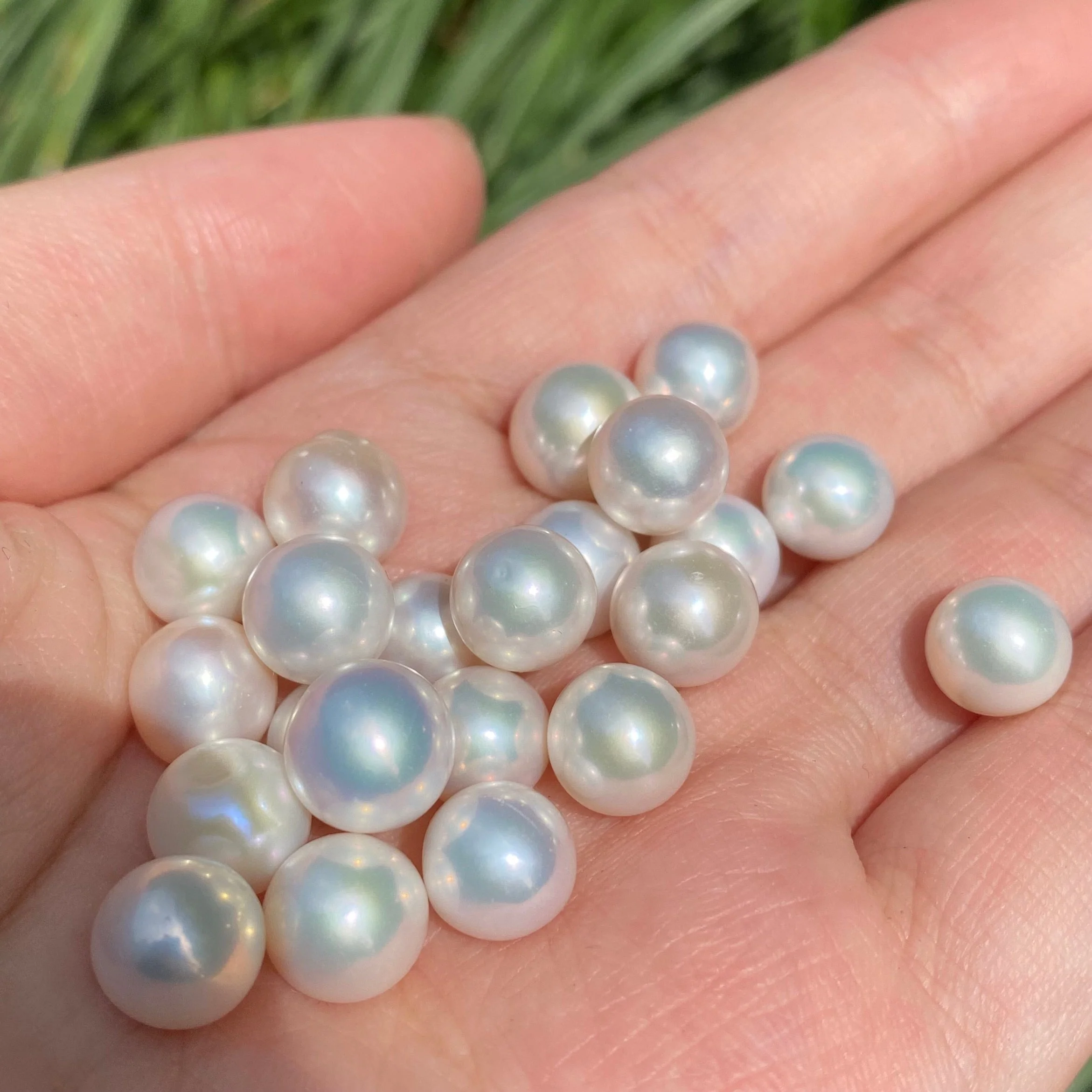A18.ćLivećSakura Eddison Oyster(buy 1 get 1 free)